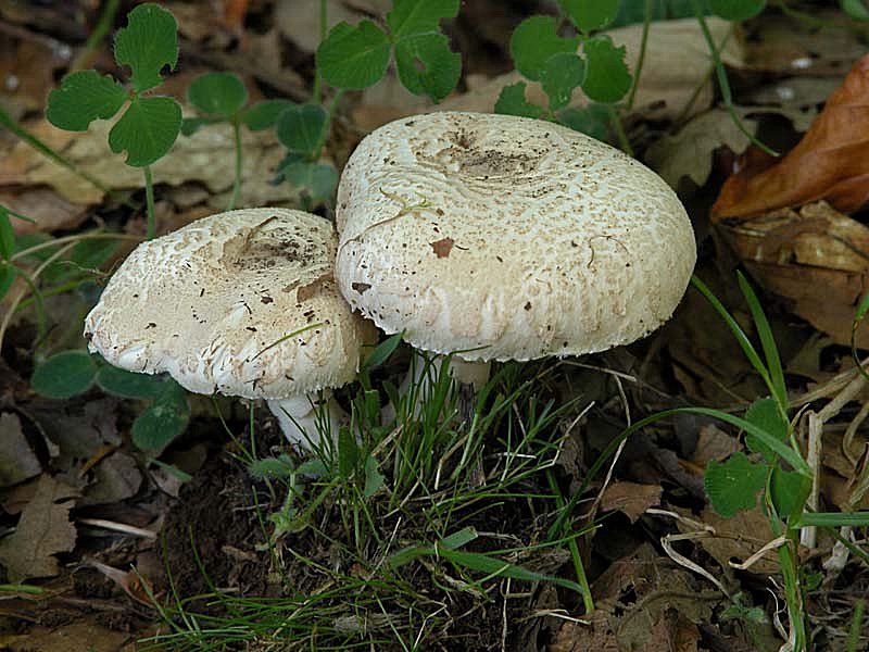 Lepiotaceae